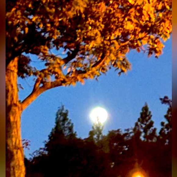 Meet your Posher, Alisa
Iβm Liveβ¦Come on In - Picture 2 of 2